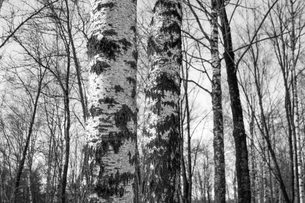 Bare trees in the winter, The Tianshan, Divine Wood Garden, Wensu County, Akesu, Xinjiang, China