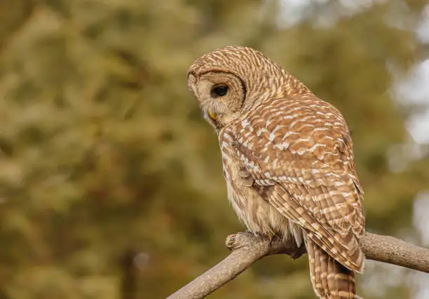 The barred owl perched on a branch, and looking very focus.