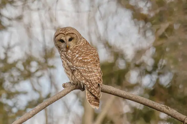 The barred owl perched on a branch, and looking very focus.