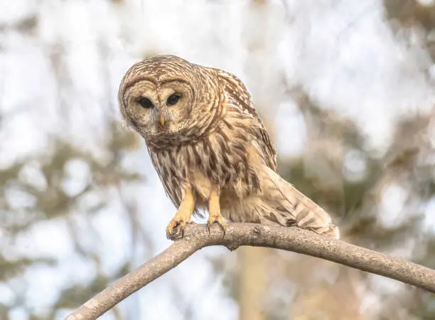 The barred owl was perched on a branch, then it started to stand as it either saw or heard a vole.