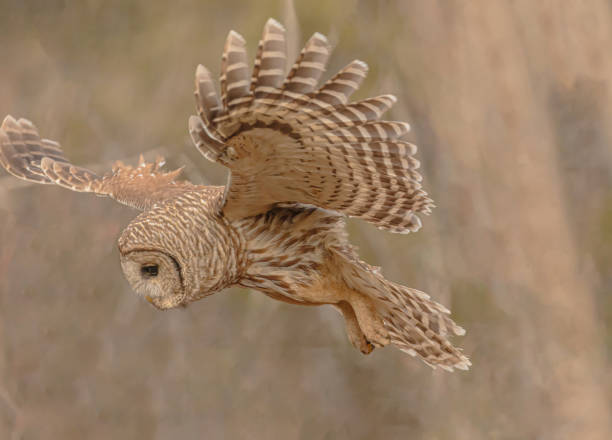 istock Barred Owl Hunting For Food 2050840235