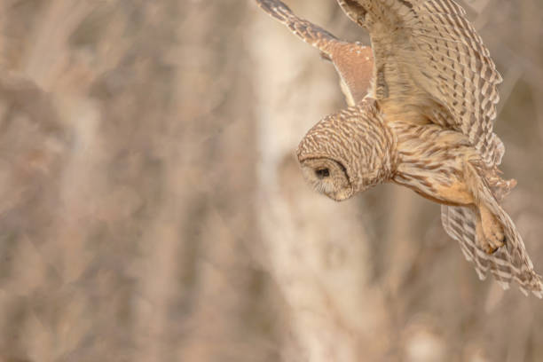 istock Barred Owl Hunting For Food 2050840239