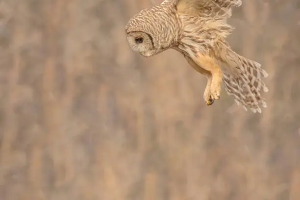 The barred owl flies down from its perch looking for prey.