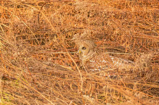A barred owl in the dried bush look as it sits on top of its prey.