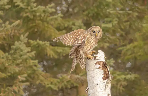A barred owl perched on a birch tree stump holding a vole in its talon.