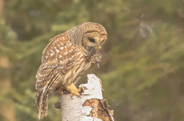 A barred owl perched on a birch tree stump holding a vole in its mouth.