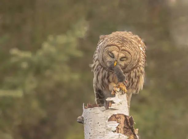 A barred owl perched on a birch tree stump holding a vole in its mouth.