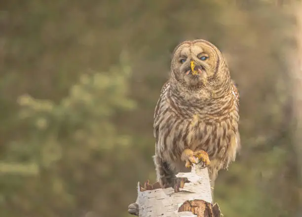 A barred owl perched on a birch tree stump just about to finish feasting on a vole.