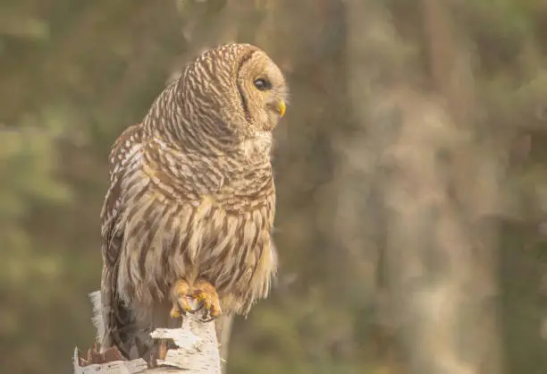 A barred owl perched on a birch tree stump after feasting on a vole.