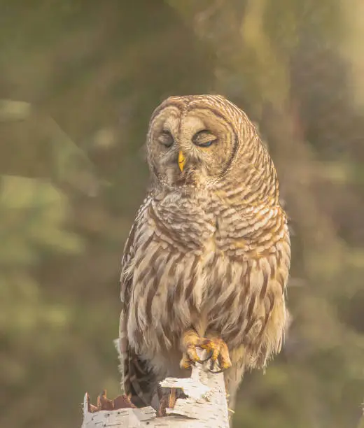 A barred owl perched on a birch tree stump after feasting on a vole.