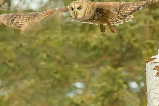 A barred owl in flight going after its prey on the edge of the woods.