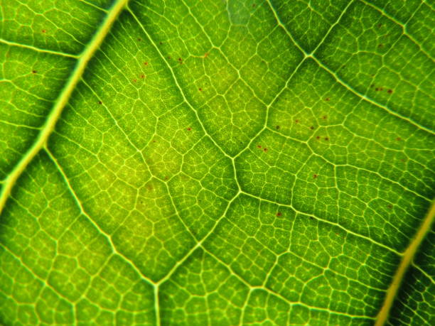 This high-resolution stock photo magnifies the vibrant veins and intricate cellular patterns of a green leaf, offering a stunning close-up look at nature's artistry. The rich shades of green and the detailed texture provide a fresh, organic backdrop ideal for environmental themes, scientific illustrations, or any design seeking to harness the natural beauty of plant life and the complexity of botanical structures.