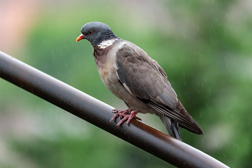 a solitary pigeon parked in the rain