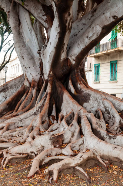 istock the roots of magnolia tree 2050871688