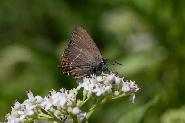 istock The butterfly (Satyrium ilicis) sitting on a flower close-up 2050881627