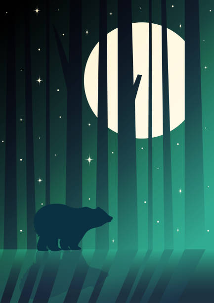 illustrazioni stock, clip art, cartoni animati e icone di tendenza di silhouette di orso in piedi nella foresta notturna. magico paesaggio nebbioso, caccia al grizzly. - mago national park