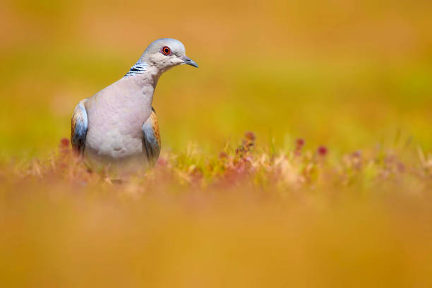 istock Cute bird Turtle Dove. Nature background. 2050887909