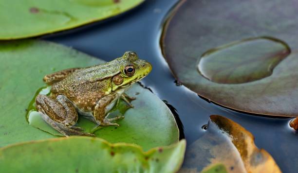istock Green frog -Lithobates clamitans (Rana Clamitans 2050889973