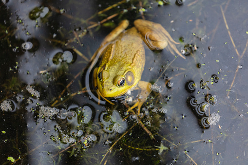 A series of photographs of green frogs from different places and from different time periods. Green frog, male have yellow throat during breeding season