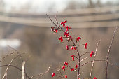 Red berries on rosehip bush