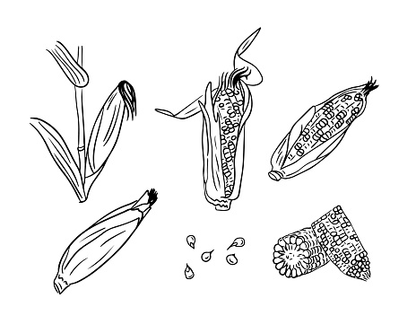 Set of black outline sketchy drawings of corn cobs. Contour doodle illustrations of cob of corns on white background. Healthy eating concept. Ideal for coloring pages, tattoo, pattern