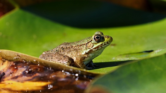 A series of photographs of green frogs from different places and from different time periods. Green frog, male have yellow throat during breeding season