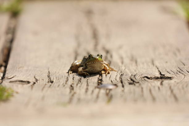 A series of photographs of green frogs from different places and from different time periods. Green frog, male have yellow throat during breeding season