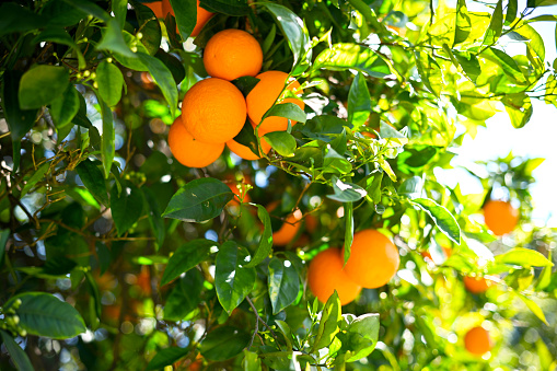 Fresh green mandarine on the tree with leaves close up