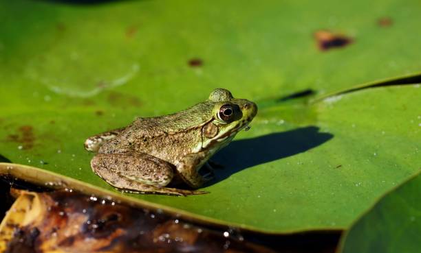 istock Green frog -Lithobates clamitans (Rana Clamitans 2050896276