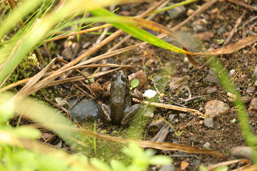 A series of photographs of green frogs from different places and from different time periods. Green frog, male have yellow throat during breeding season