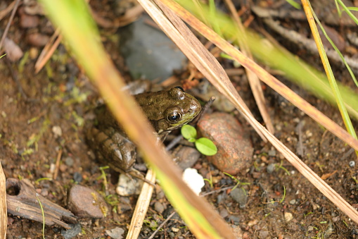 A series of photographs of green frogs from different places and from different time periods. Green frog, male have yellow throat during breeding season