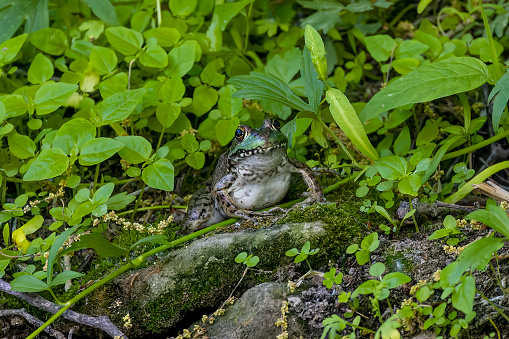 Green frog, male have yellow throat during breeding season