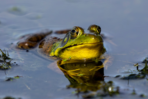 A series of photographs of green frogs from different places and from different time periods. Green frog, male have yellow throat during breeding season
