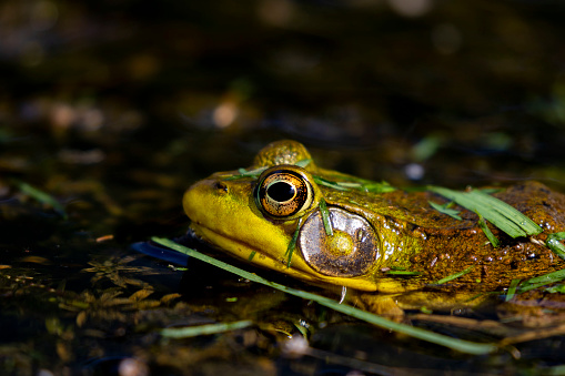 A series of photographs of green frogs from different places and from different time periods. Green frog, male have yellow throat during breeding season