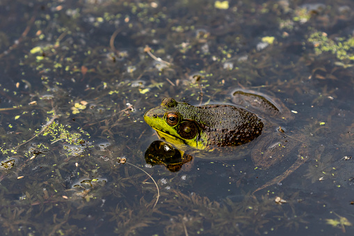 A series of photographs of green frogs from different places and from different time periods. Green frog, male have yellow throat during breeding season