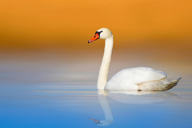 istock Swimming white swan. Colorful nature background. 2050903682