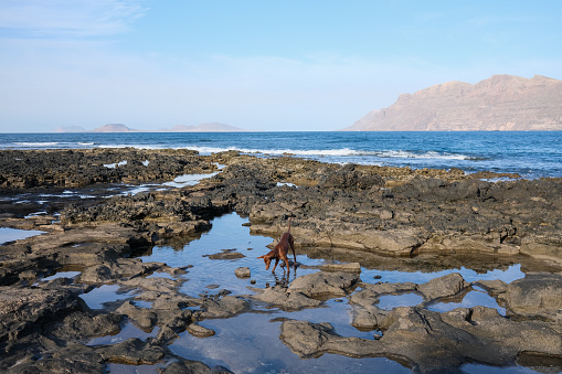 Dog stands on rocky seashore mesmerised by fish with seascape and mountains behind