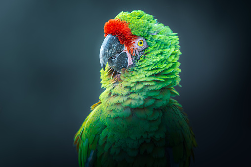 Photography taken of a posing Military macaw green parrot (Ara militaris)