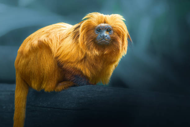 istock Golden Lion Tamarin, Leontopithecus rosalie, photography over blurry dark background 2050928708