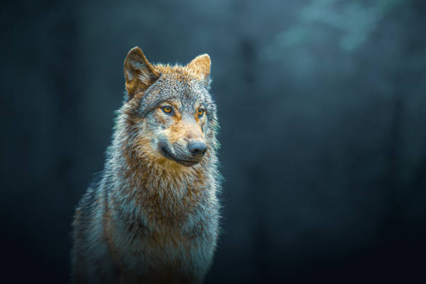 istock Gray wolf also known as timber wolf, isolated in the forest 2050929218