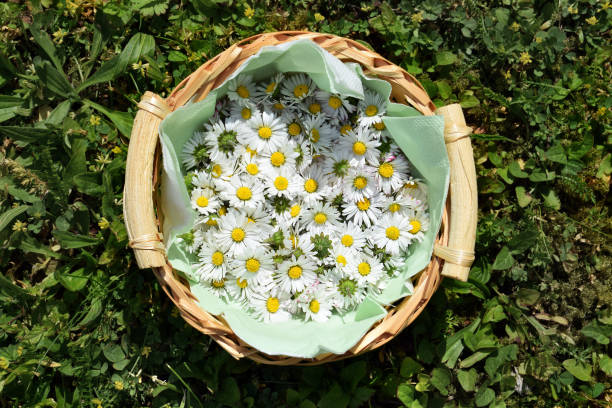 istock Fresh daisy flowers (Bellis perennis) in a basket 2050935921