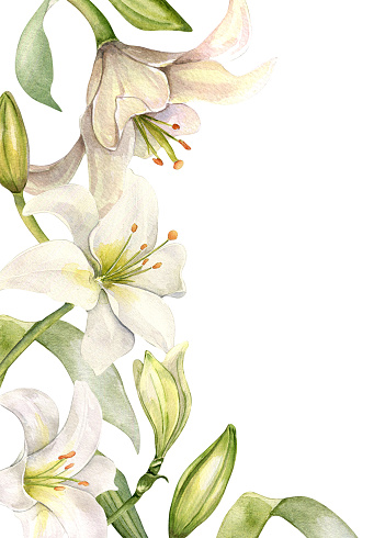 Floral border with lilies. White lily and buds watercolor isolated on white. White flower and stem botanical Illustration hand drawn. Design for wedding invitation in church, christen, Easter card.