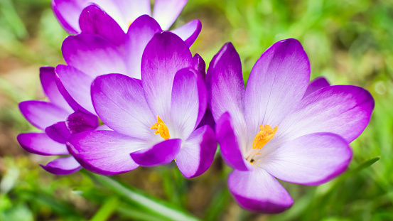 Open flowers of purple crocuses