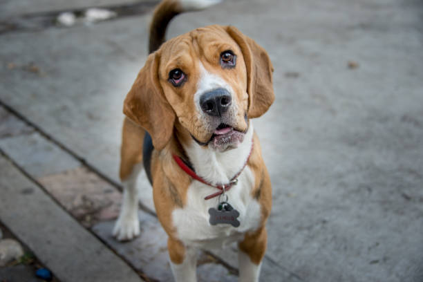 istock A gleeful pet dog playing freely in a park, without a leash, showing immense joy. 2050943180