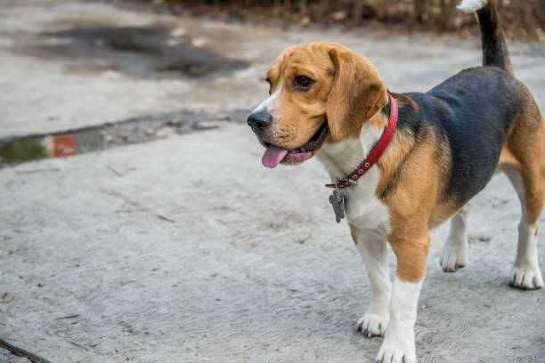 A gleeful pet dog playing freely in a park, without a leash, showing immense joy.