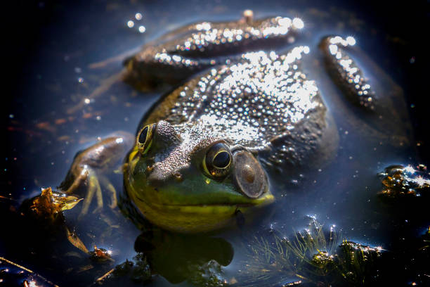 american bullfrog - american bullfrog amphibian animal bullfrog imagens e fotografias de stock