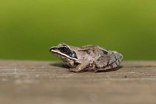 Lithobates sylvaticus or Rana sylvatica, commonly known as the wood frog