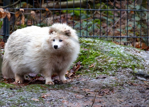 Portrait of a white Raccoon dog