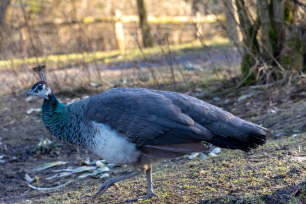 istock Peacock standing on the ground in the park. Selective focus. 2050951447