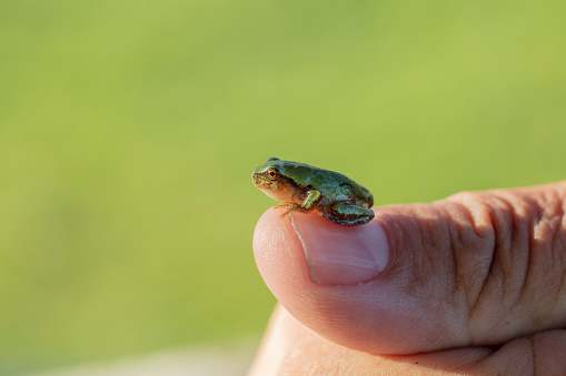 Child's hand holding a baby frog in her hand and fingers